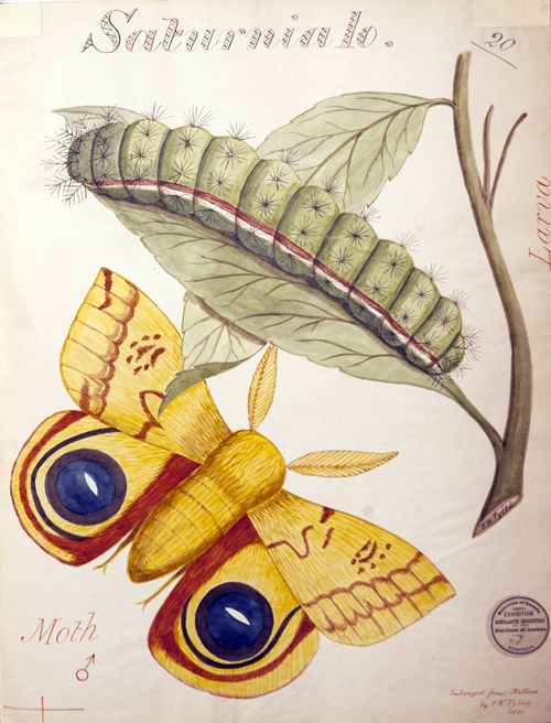 The University of Guelph Library archives hold several water-colour drawings by Rev. Thomas Fyles, a member of the Montreal branch of the Entomological Society of Ontario. He painted this larvae and moth in 1901. “It represents the typical depiction of the insect world at the time,” says Prof. Mark Sears. “How  far have we come in 100 years.” 