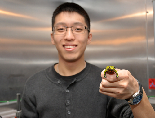 Eric To holds a fire-bellied toad.