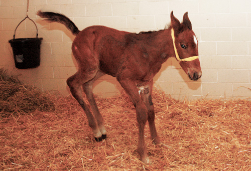 The foal jumps around Jan. 28.