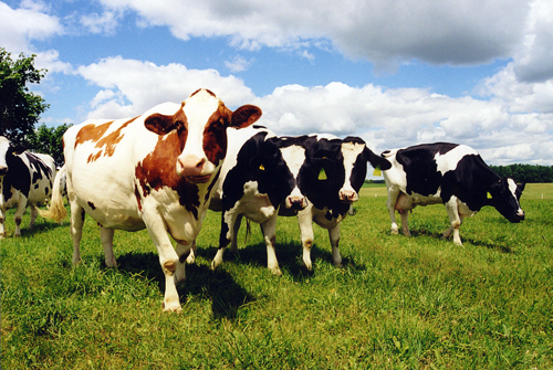 Cows with strong immune systems can be used to breed healthier generations.