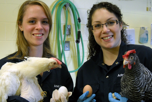 Undergrad TJ Williams, left, and PhD student Kayla Price help maintain poultry lines donated to U of G 10 years ago by Canadian poultry breeder Donald Shaver.