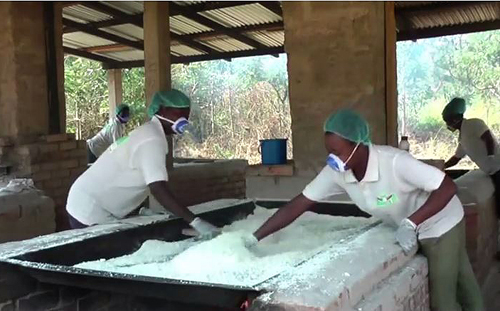 Sixty-two people work at this Ghanaian business – three-quarters of them are women – producing a flour-like product called gari from chopped cassava. 