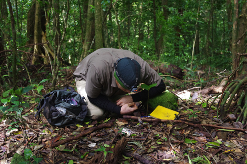 Prof. Alex Smith gets a close-up look at his research subjects in Costa Rica’s volcanic mountains. Photo by Greg Meredith