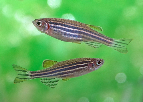 Researchers are using zebrafish in research at the University of Guelph.