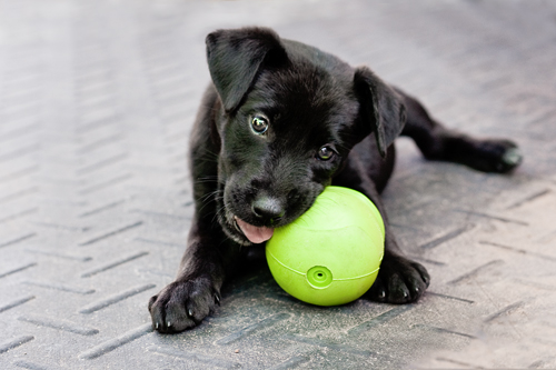 Puppy with a ball