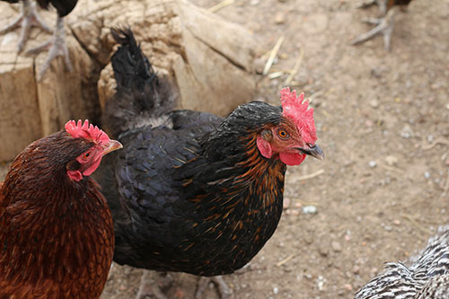 Natural process converts chicken manure into value-added products 