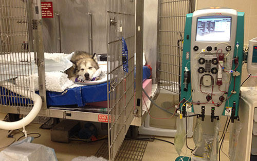 Dog receives continuous renal replacement therapy at the Ontario Veterinary College.